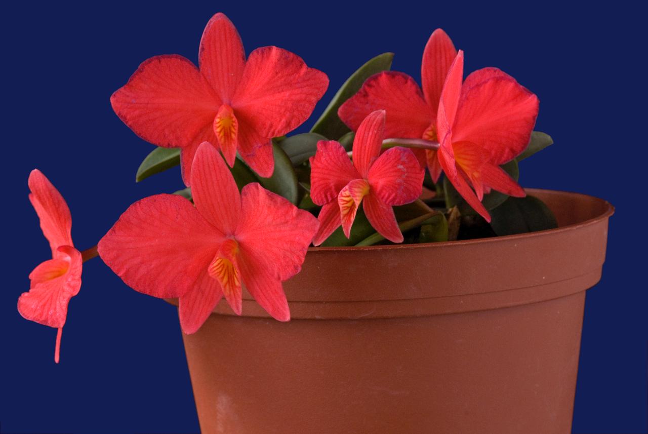 Cattleya wittigiana