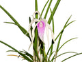 Brassocattleya Ivan Portilla 'Camila'