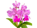 Cattleya Kay