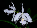 Cattleya maxima f. coerulea Ecua 0168 x 'Gigi Dream'