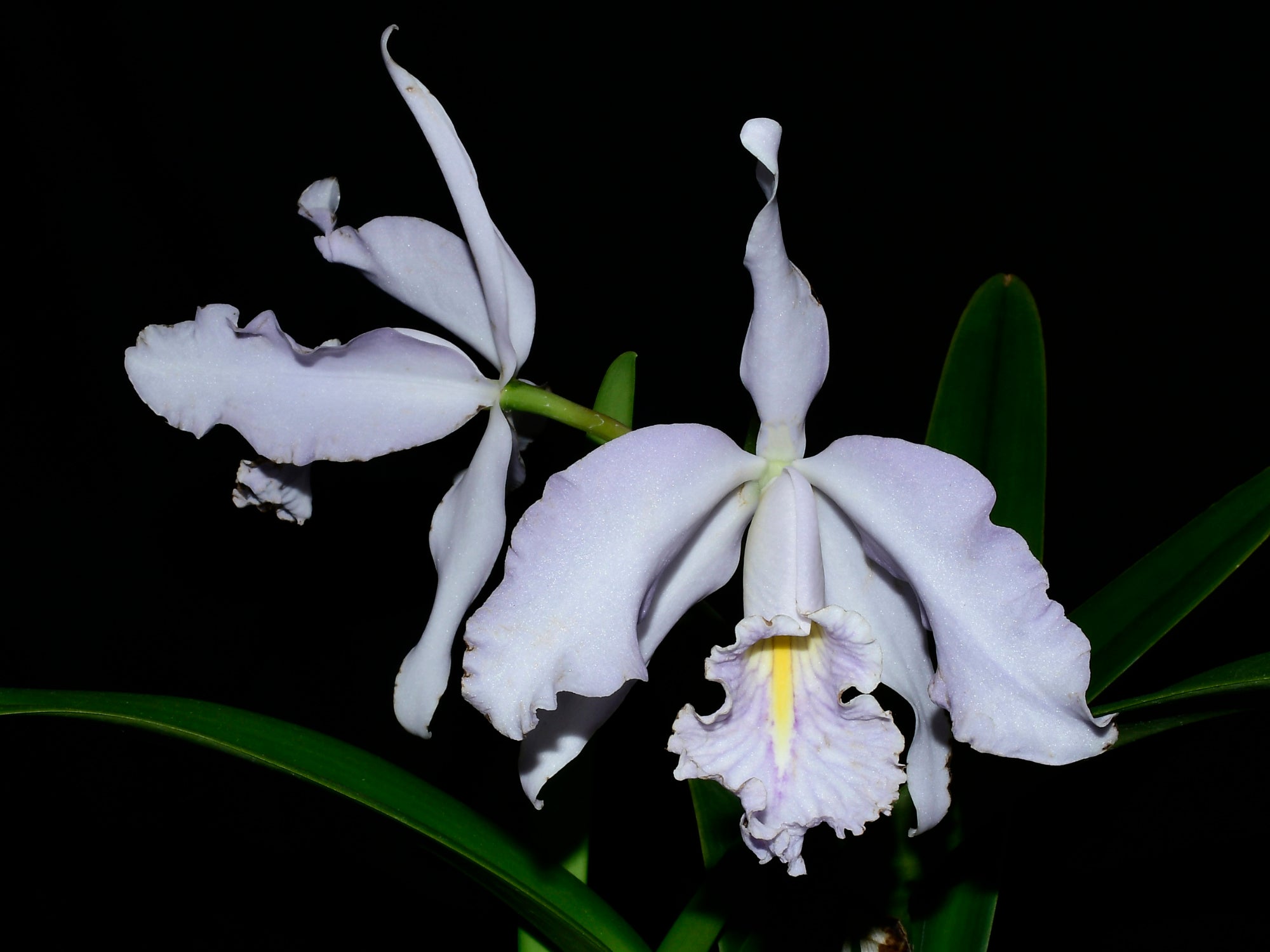 Cattleya maxima f. coerulea Ecua 0168 x 'Gigi Dream'