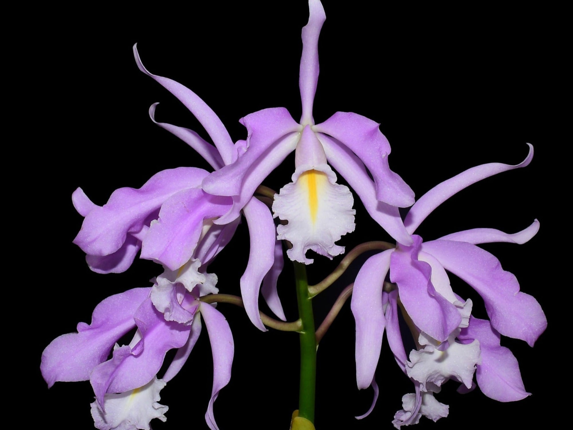 Cattleya maxima 'Yellow lip' x '2326'