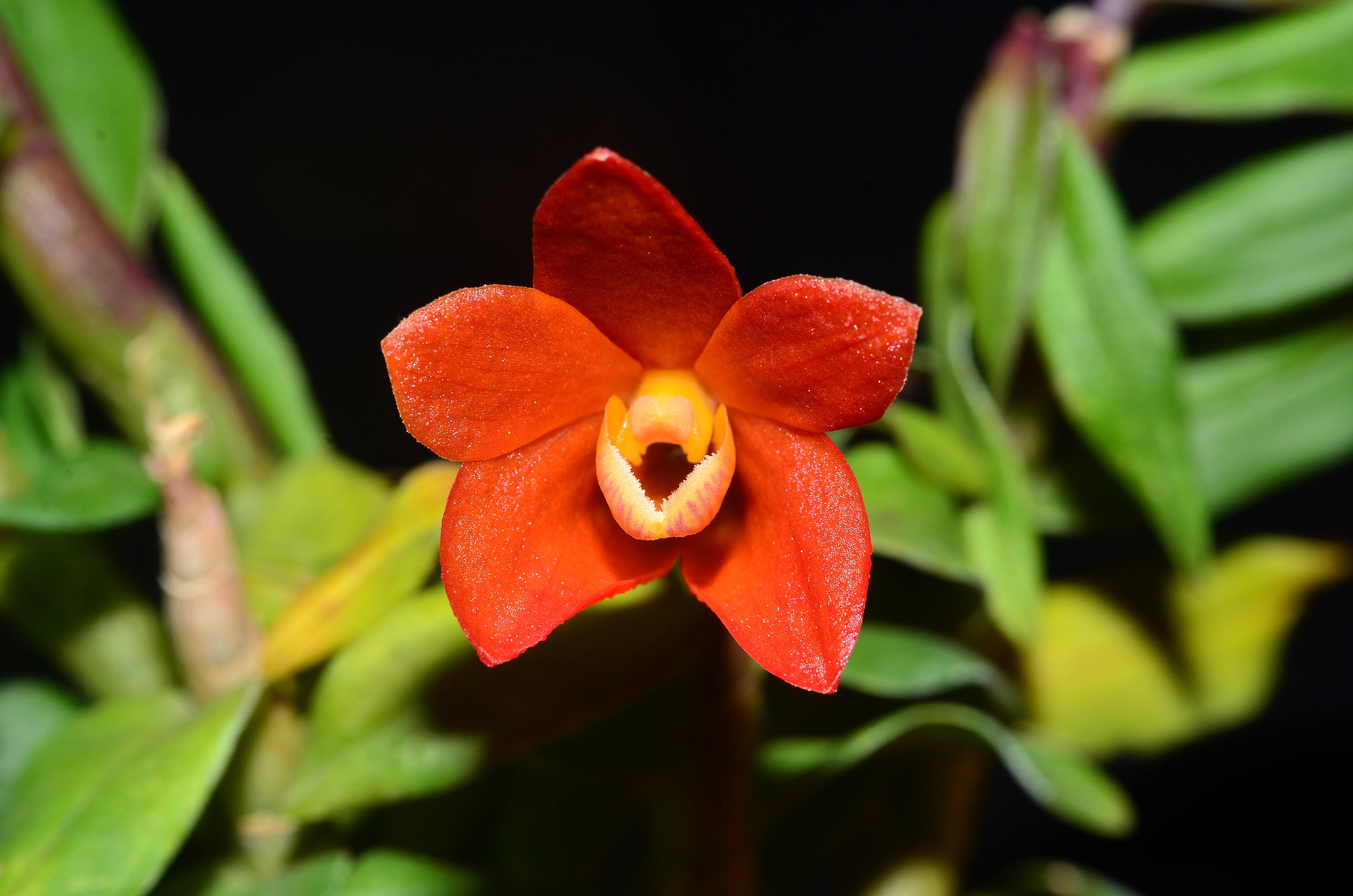 Dendrobium Illusion
