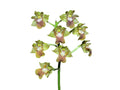 Dendrobium bifalce