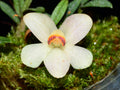 Dendrobium cuthbertsonii white x var pepe