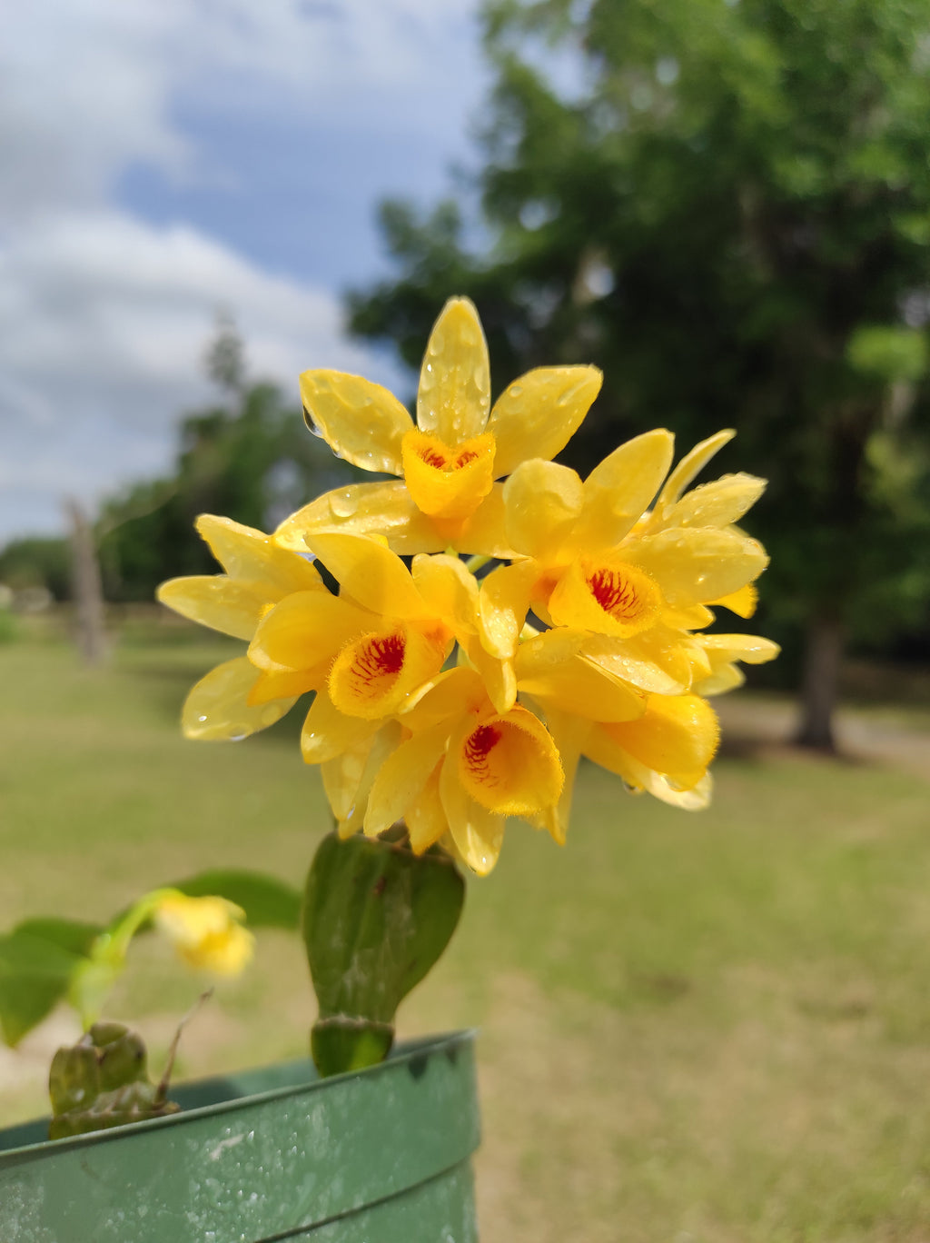 Dendrobium sulcatum