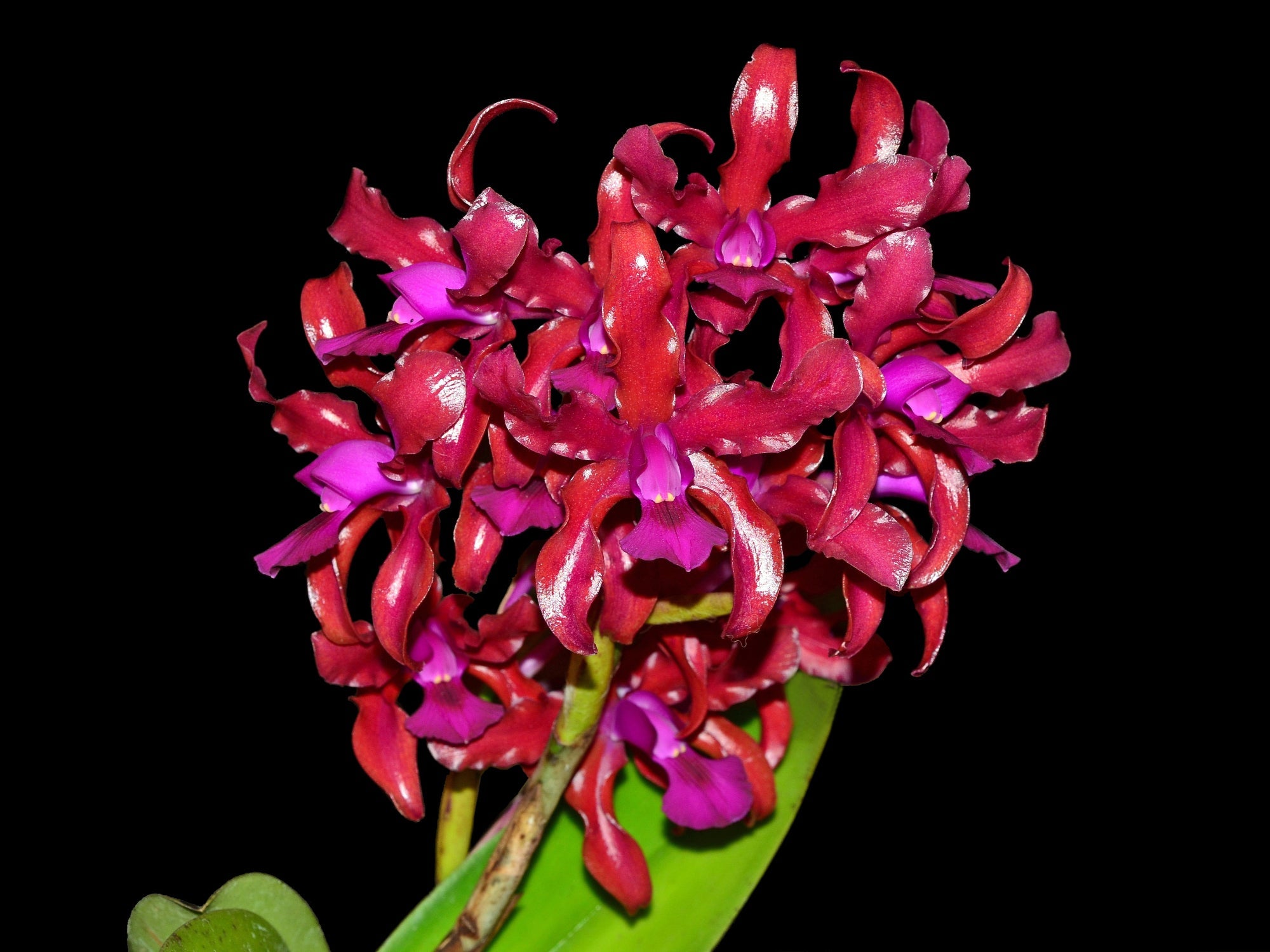 Laeliocattleya Mi Morena