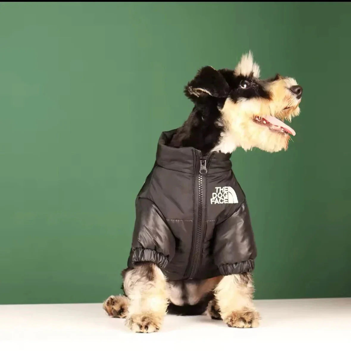 Puffer Dog Jacket V.I.P Digital Presence